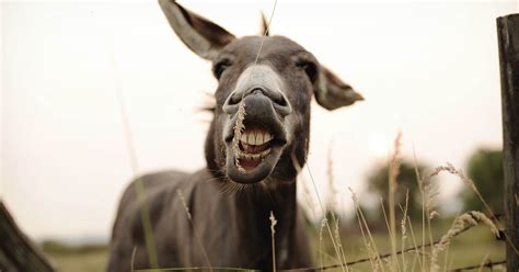 'donkey sex' Search .